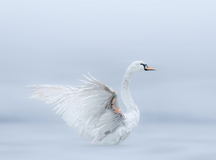 ΠΕΡΙΤΕΧΝΩΝ ΚΑΡΤΕΡΗΣ :| Σταγόνες μελάνι σε βαμβάκι | Κώστας Σαχλός, Φωτογραφία. 
