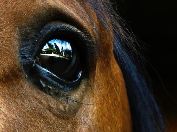 Ίδρυμα Εικαστικών Τεχνών Τσιχριτζή : "Τα ζώα δε διώχτηκαν ποτέ από τον παράδεισο " Ομαδική Εικαστική Έκθεση